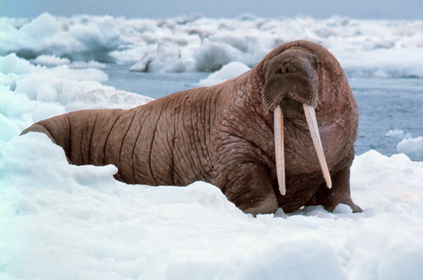 Walrus Classification Animal Lovers