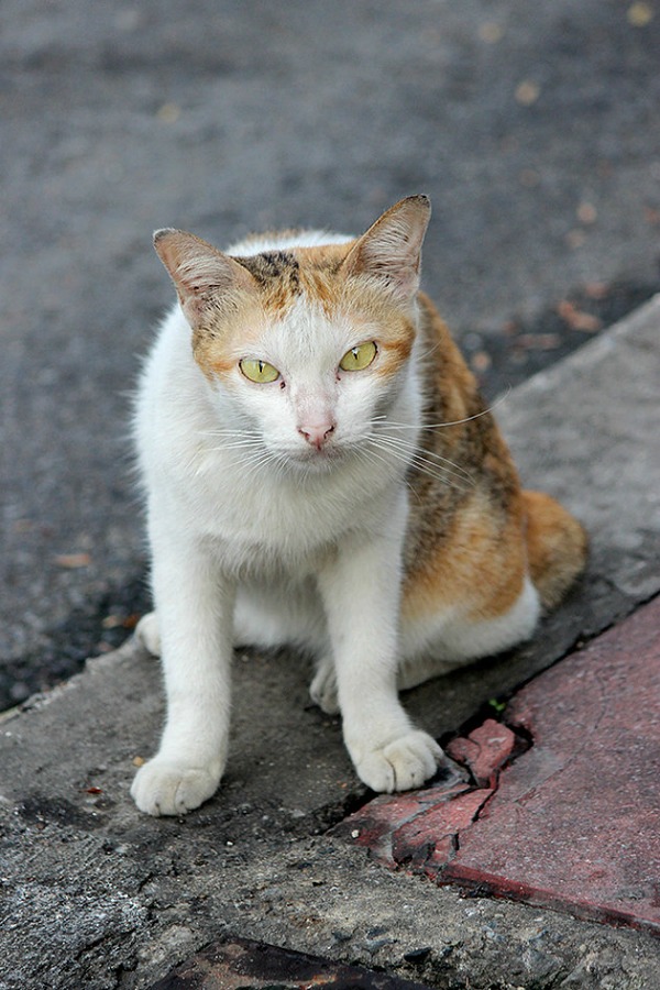cats of bangkok