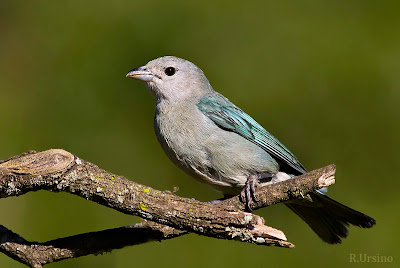 argentinian birds Sayaca Tanager
