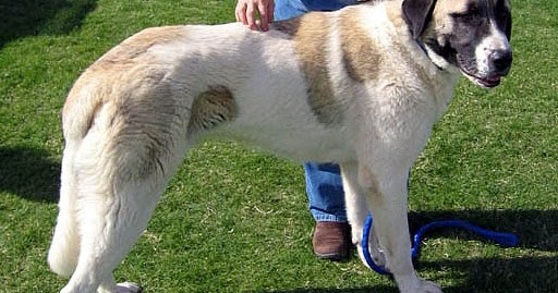 About Dog Anatolian Shepherd: Is Your Anatolian Shepherd Potty Trained ...