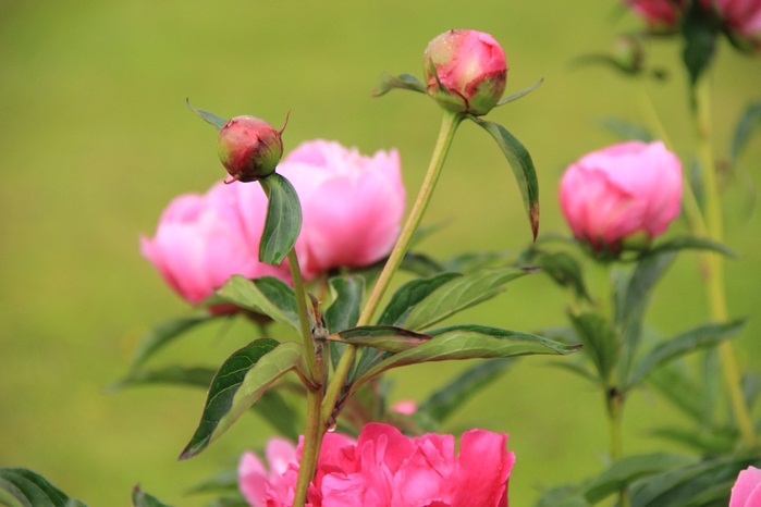 Листья пиона фото крупным планом