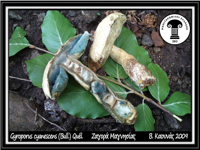 Gyroporus cyanescens (Bull.) Quél.