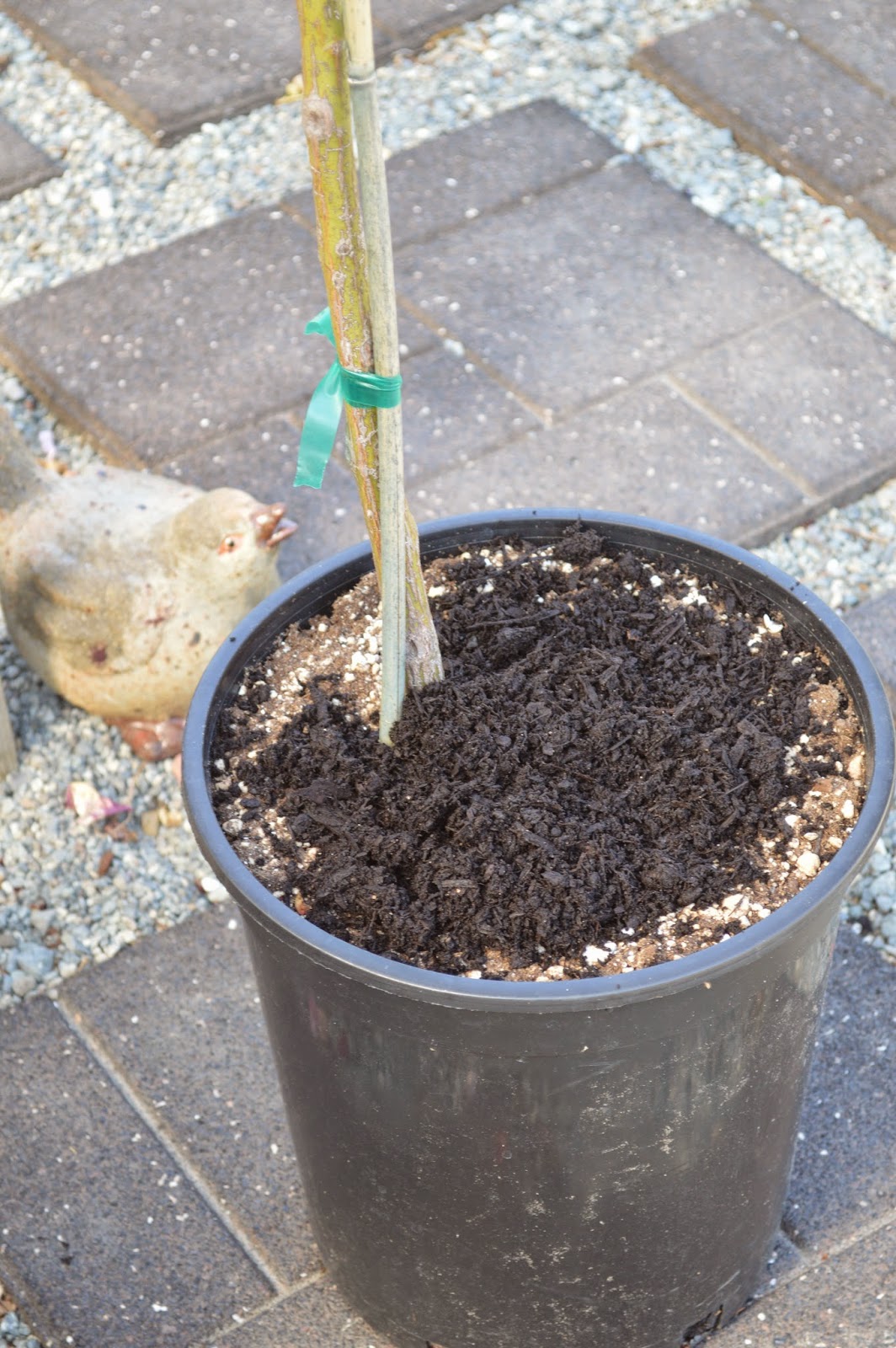 How To Feed Your Organic Vegetable Garden