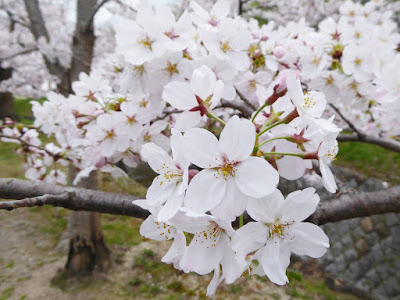 交野市・妙見河原の桜