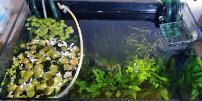 エアチューブの堤防内に浮草を入れる