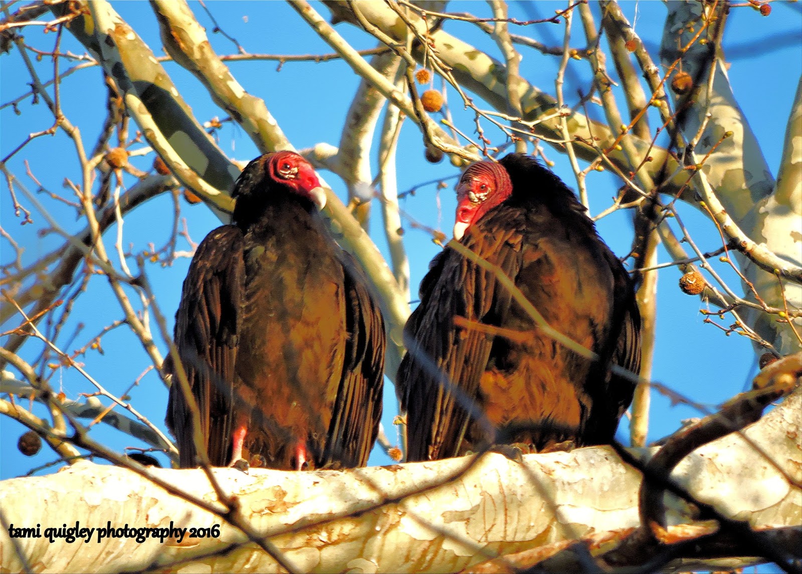 Trailscapes Fine Art Photography by Tami Quigley Turkey Vultures