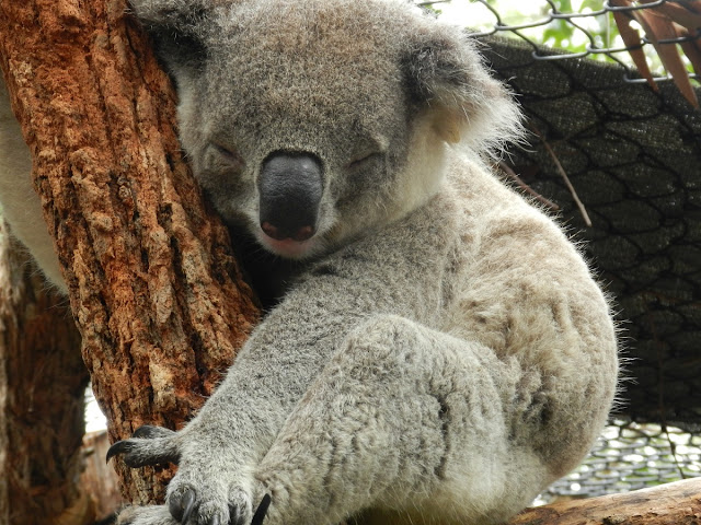 Koala Hospital Port Macquarie
