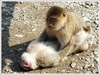 Cute Funny Animalz: Funny Animal Love Pictures And Wallpapers 2013