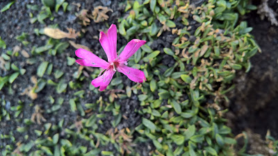 Saponaria sicula flower