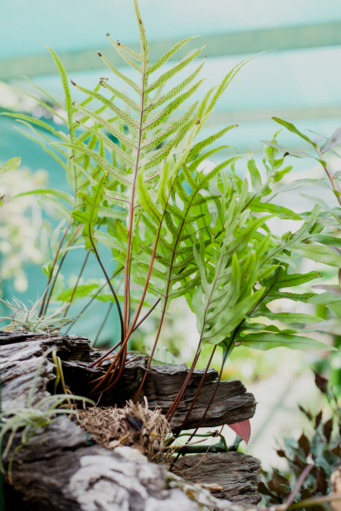 green fern pretty fern