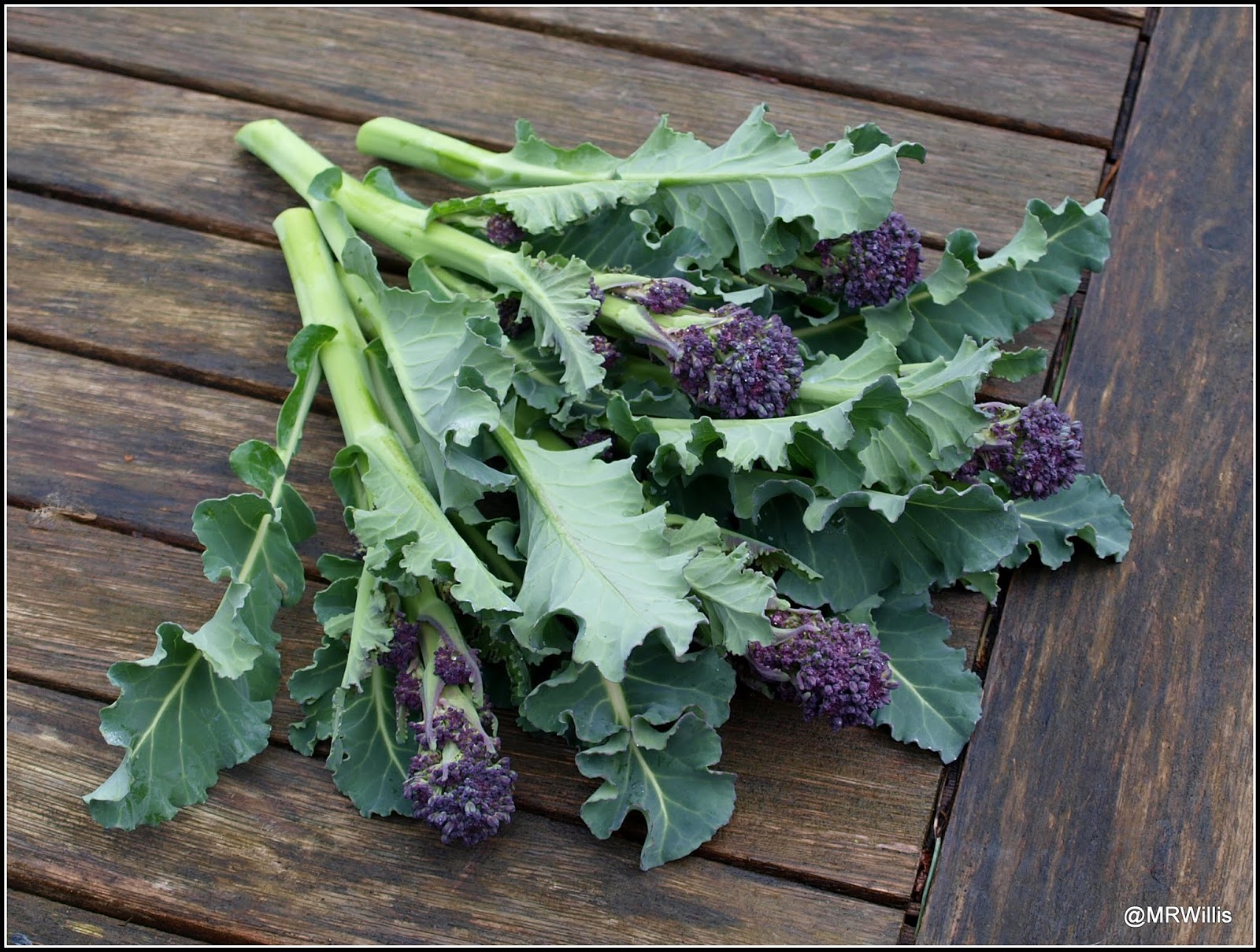 Mark's Veg Plot Harvesting Purple Sprouting Broccoli