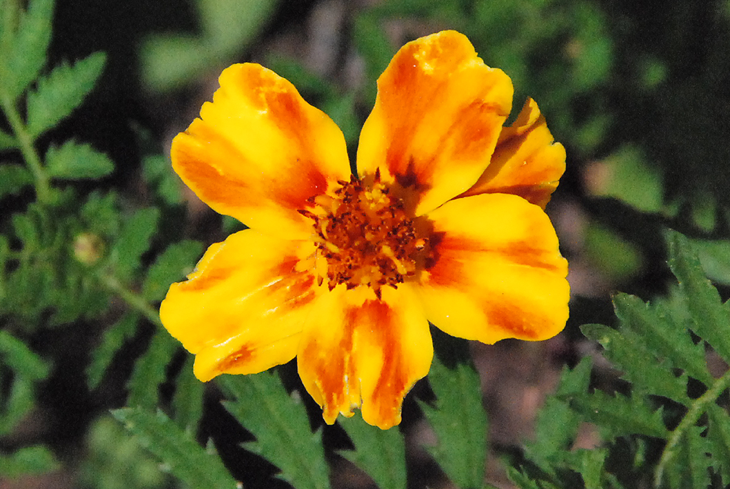 Fotos de flores CLAVEL DE MORO
