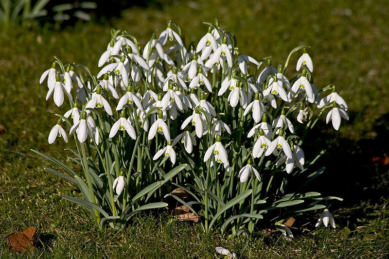 HOW TO PLANT AND GROW SNOWDROPS The Garden of Eaden