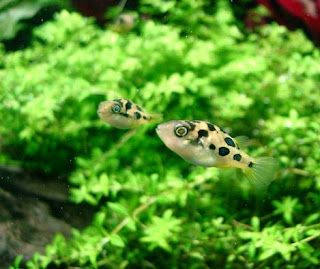 Mengenal Ikan Hias Ikan Dwarf Pufferfish