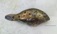 Green Pufferfish