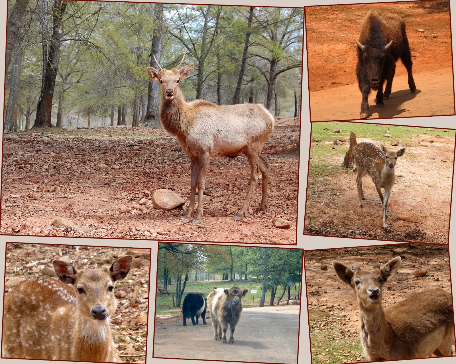 Recollections of a Vagabonde Wild Animals in Pine Mountain,