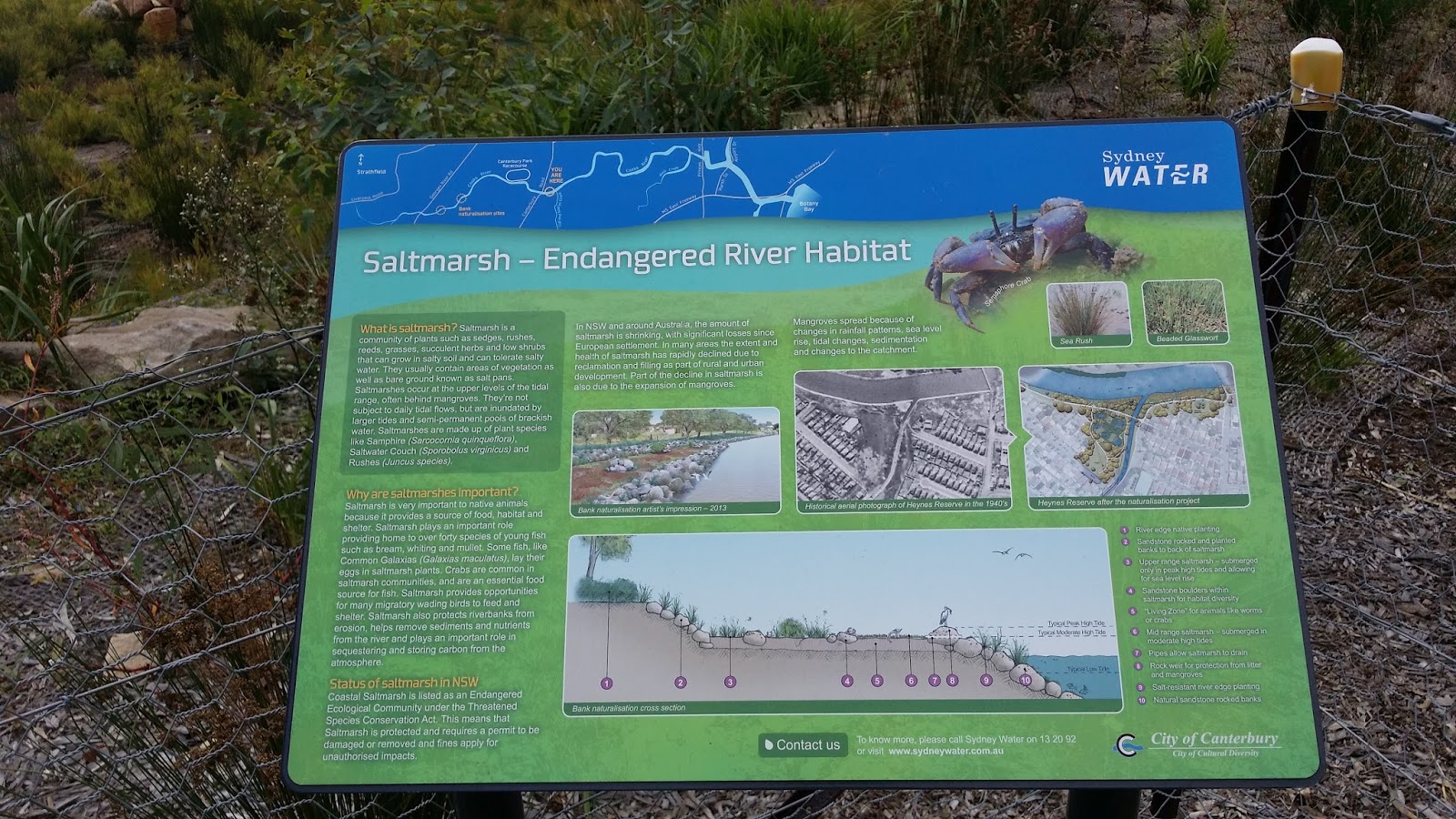 Counting Cormorants Cup and Saucer Creek Wetland
