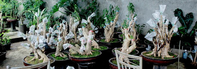 CARA PENYAMBUNGAN/OKULASI BONSAI SATU KELUARGA VARIETAS