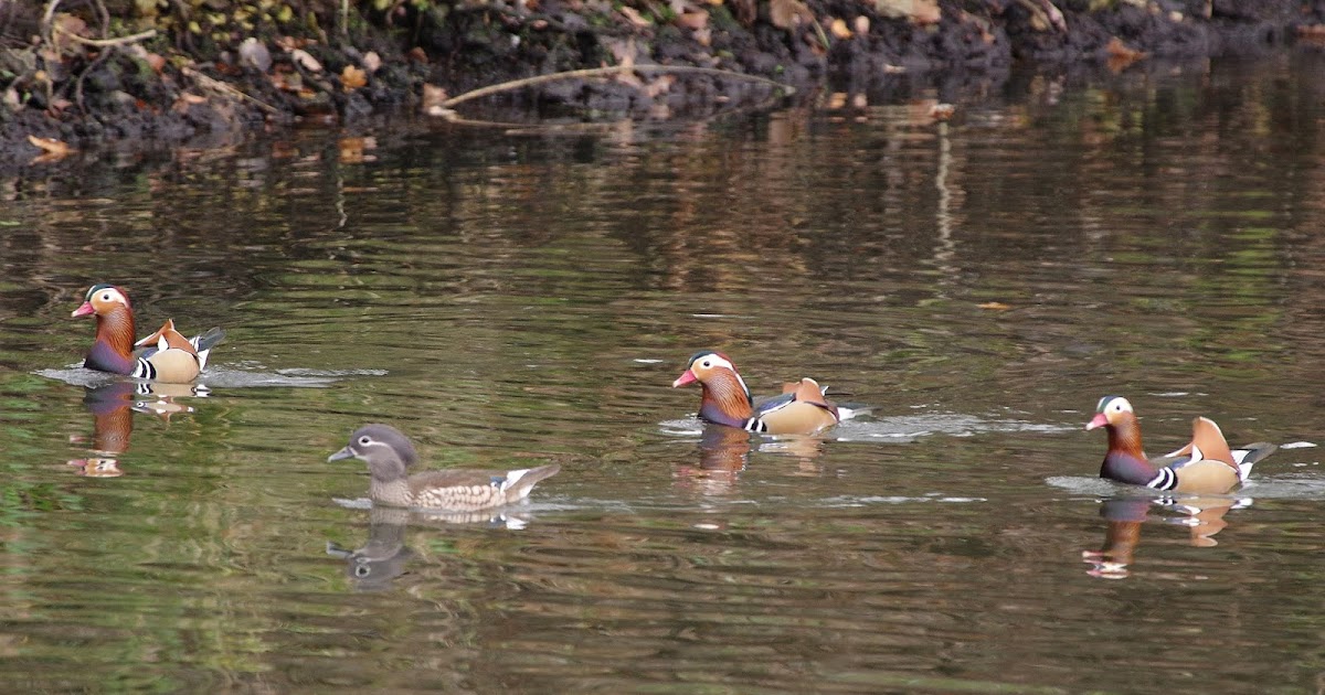 Birds of the Heath Mandarins!
