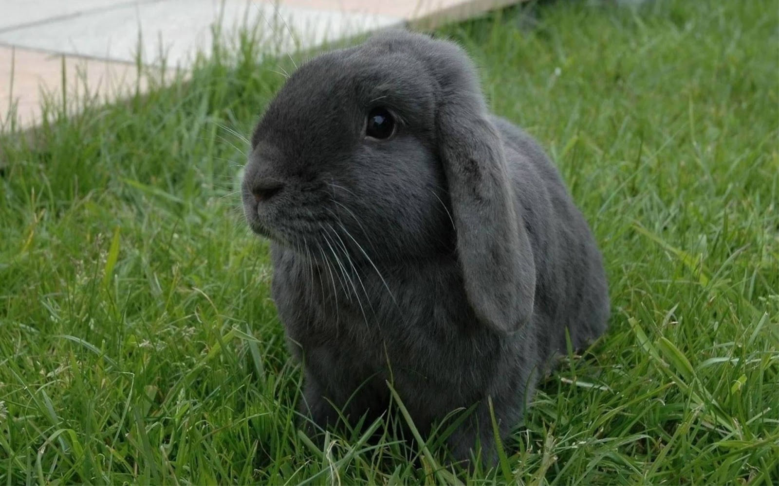 Animals Wallpaper Hd Black Rabbit Wallpaper