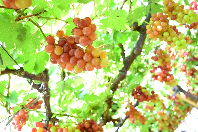 Girl Travel Factor Growing Grapes Farm in the Philippines