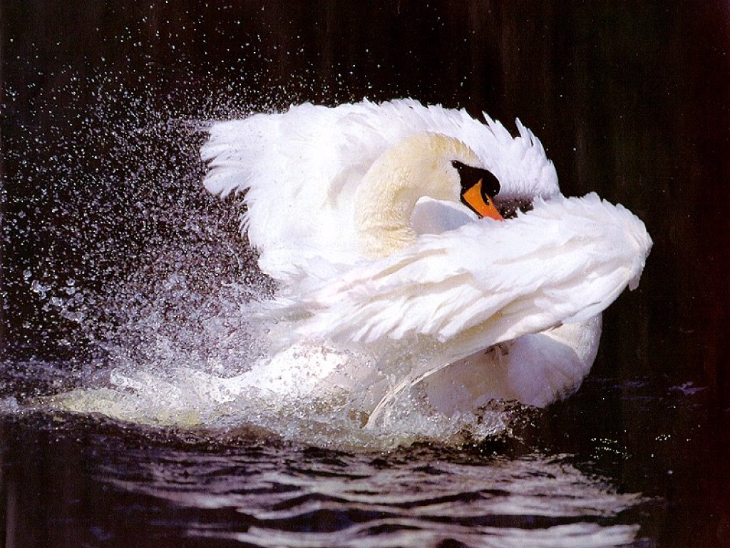 сен санс лебедь. сен-санс карнавал животных лебедь. сен санс лебедь. лебедь балет сен санс. сен санс лебедь мелодия.