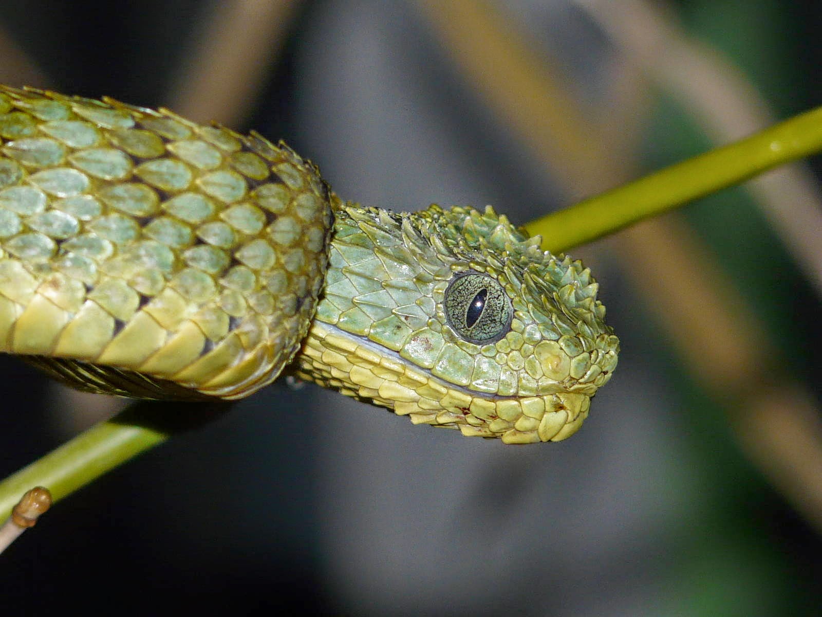 ΦΙΔΙ BUSH VIPER photos - wallpapers (ανανεωμένο) | the fun bank