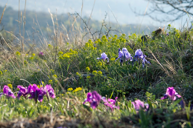 Történetek képekkel: Azok a változatos íriszek