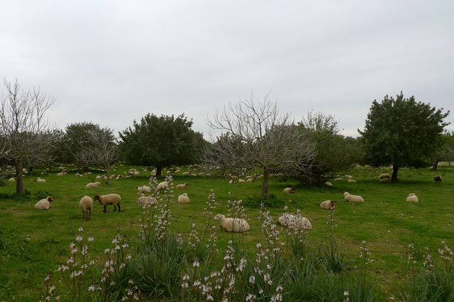 Ovejas descansando en Mallorca