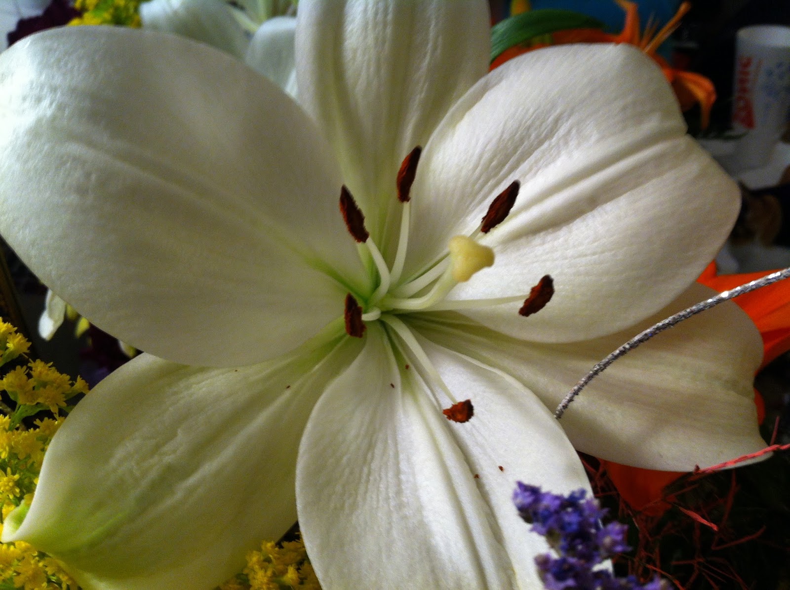 Consider the Lilies.: Consider the Lilies.