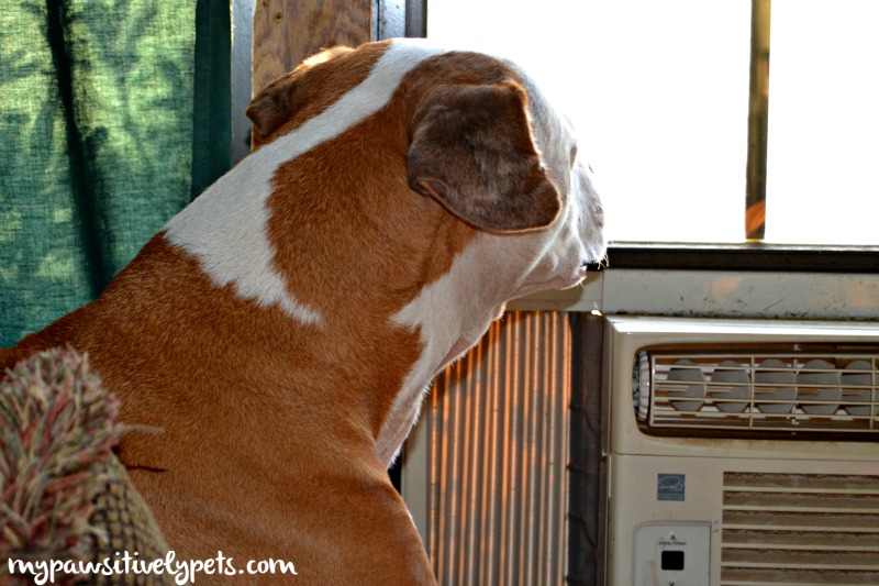 Do Dogs Need Air Conditioning