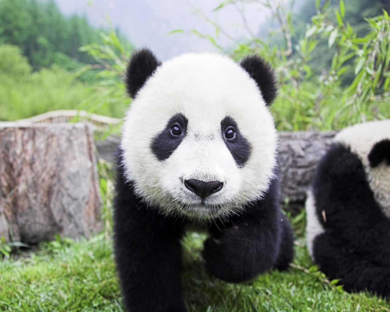 gambar panda comel
