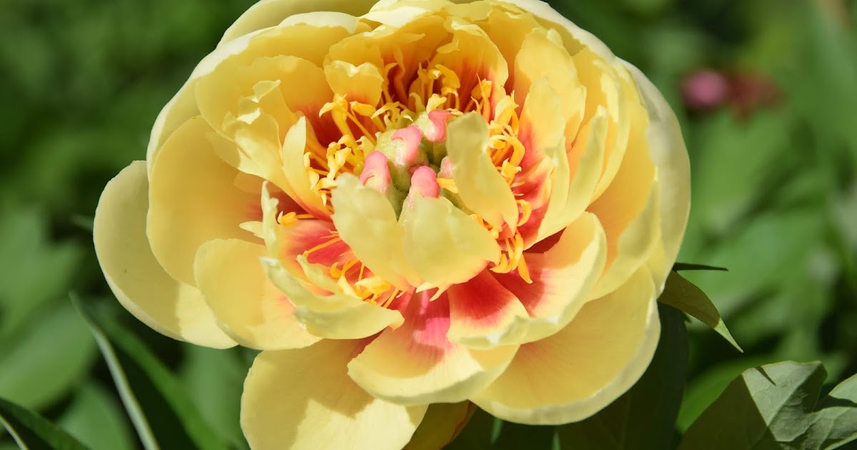 Southern Peony 2018 Ebay Peony Seller Reviews