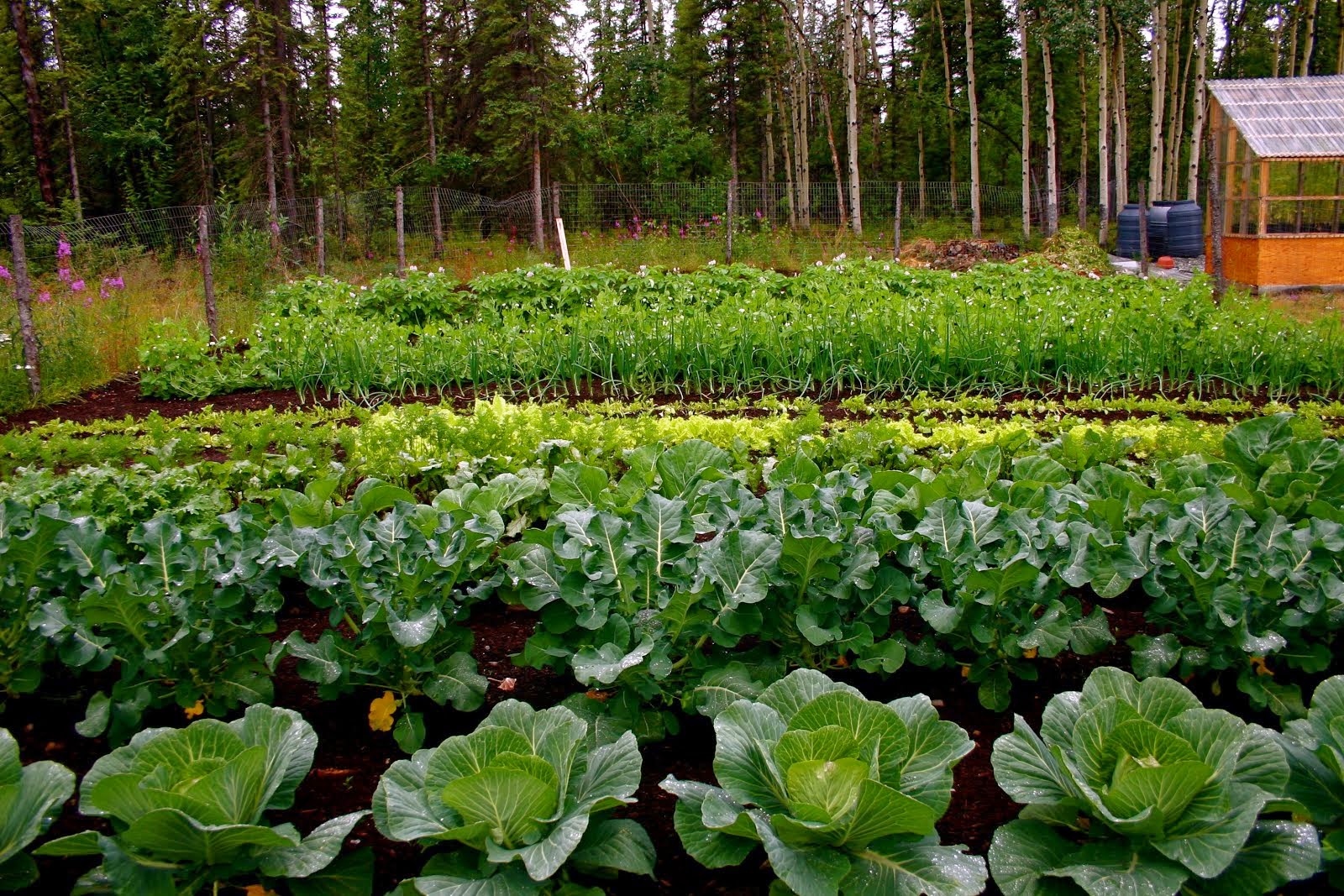 Alaska Farm & Garden Trail: Learn About Alaska's Arctic Gardens & Its Livestock