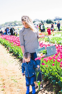 Tulip Farm