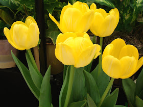 Yellow Tulips Wallpapers