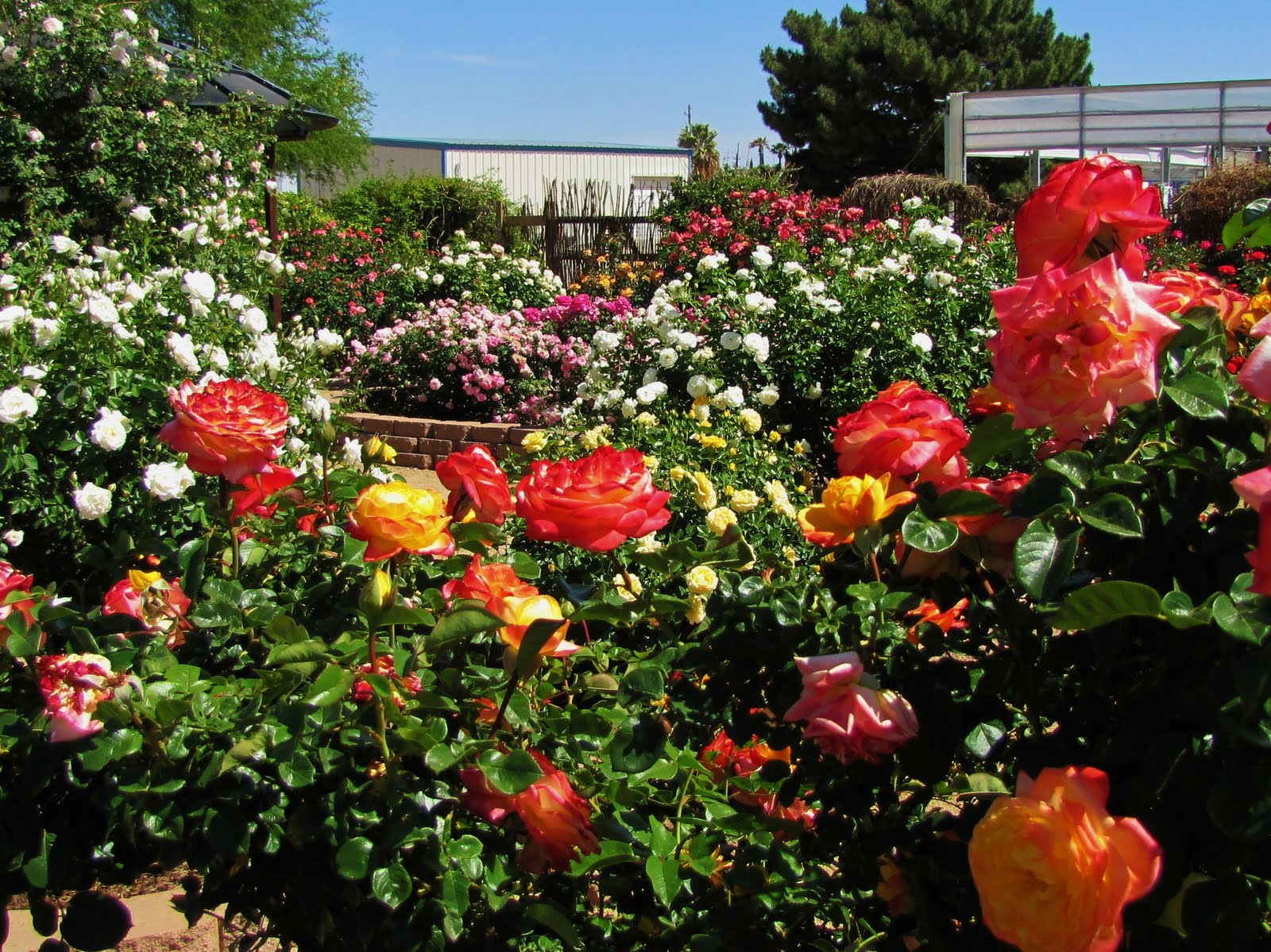 Las Aventuras A Rose Garden In Tucson