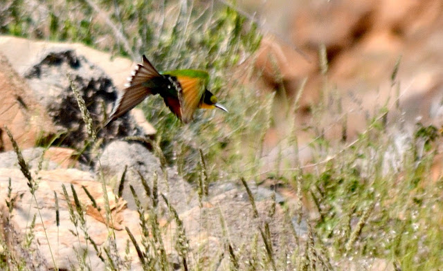 Swallow-tailed Bee-eater in flight