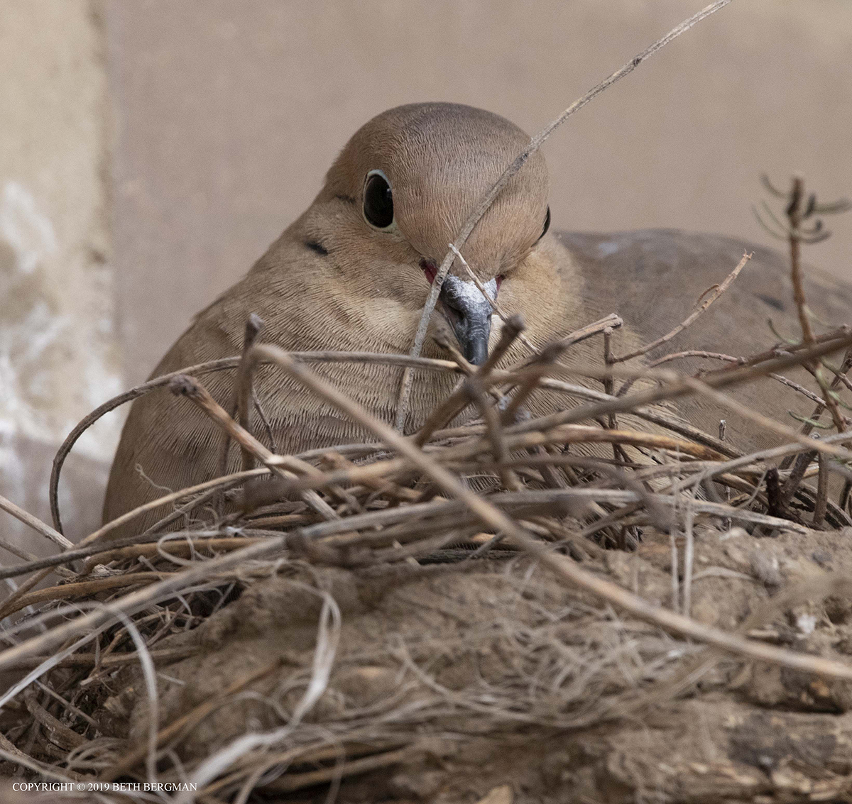 The Beth Lenz The dove nest