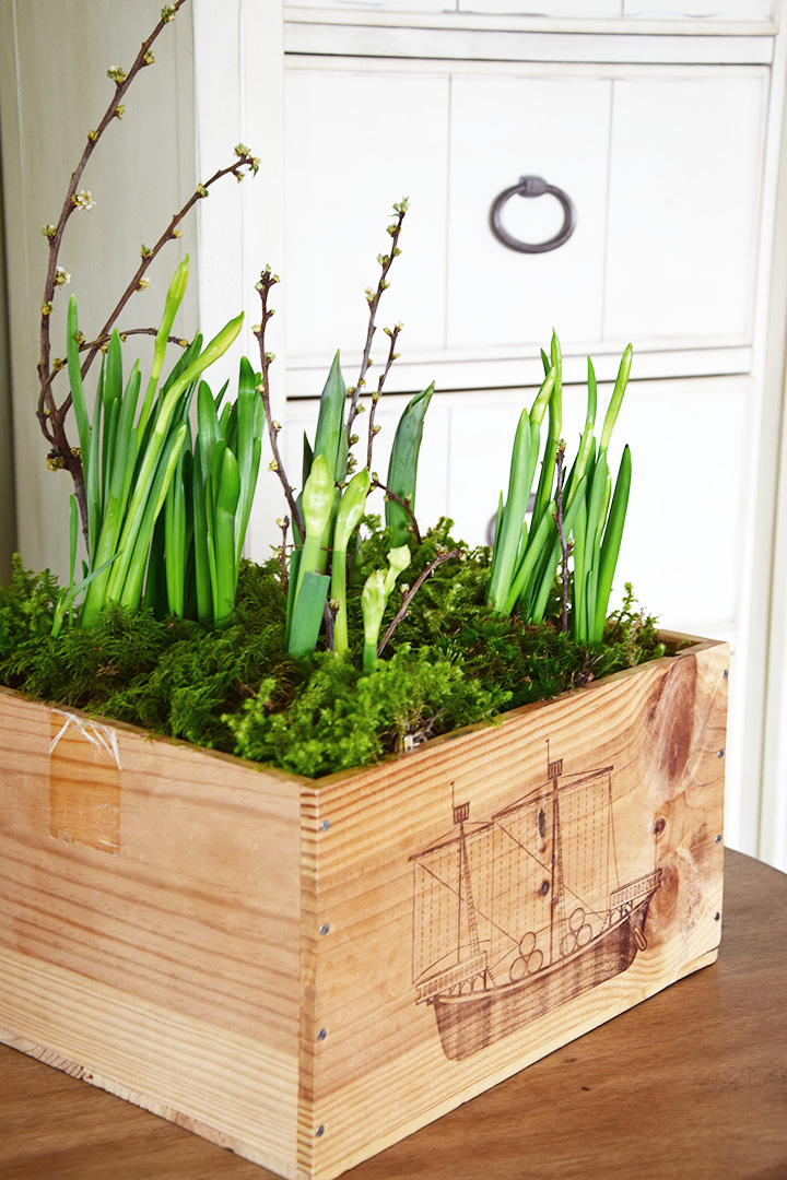 DIY Frühlinksdeko Selbermachen: Frühlingsblüher, Zwiebeln, Moos und Weinkiste. Einfach schnell und Selbstgemacht, Tulpen, Osterglocken, natürliche Deko, Dekoration mit Natur DIY Frühlinksdeko Selbermachen: Frühlingsblüher, Zwiebeln, Moos und Weinkiste. Einfach schnell und Selbstgemacht, Tulpen, Osterglocken, natürliche Deko, Dekoration mit Natur