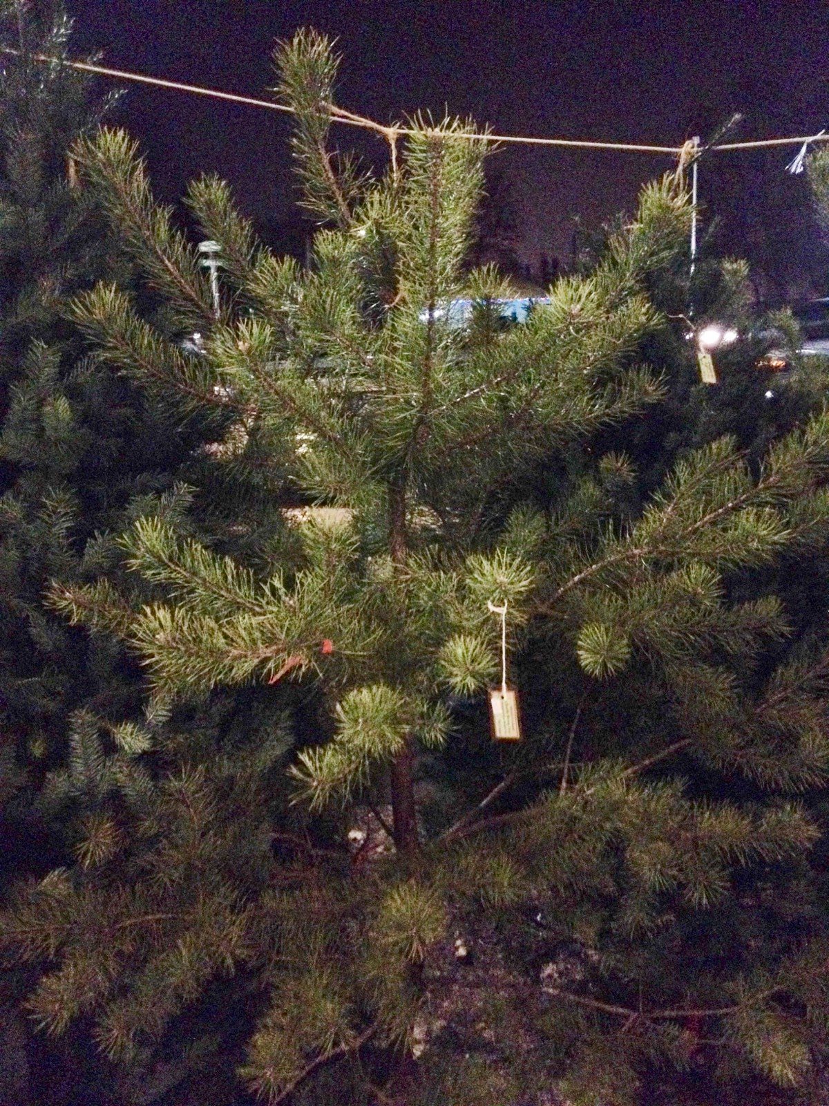 Damn Arbor December 2014