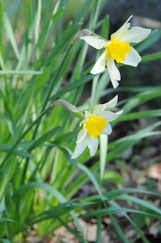 Narcissus etruscus (Narciso nostrale)
