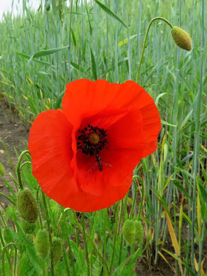 Mak polny (Papaver rhoeas) mak