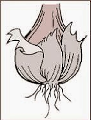 Morfologi Tumbuhan dan Bagian - Bagian Pokok - Biologisites