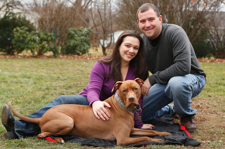 special needs dog adoption adopting a pit bull