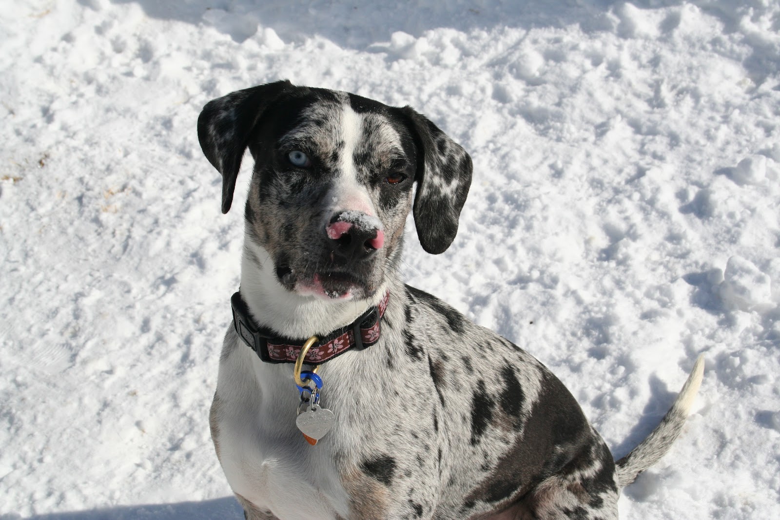 Extreme Dog Breeds: Catahoula Leopard Dog