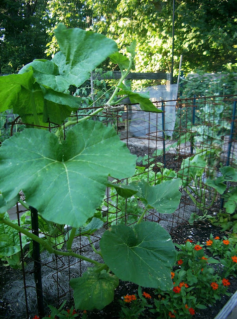 cheese pumpkin vine linda nelson at the createaerie