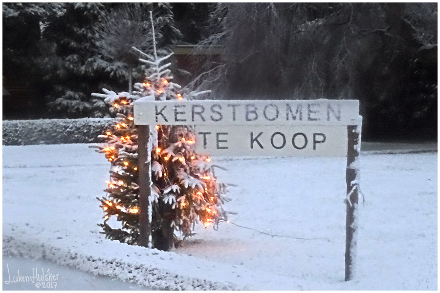 LH VANDAAG Kerstbomen te koop!!!