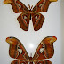 Mariposa Atlas – Uma Mariposa muito rara
