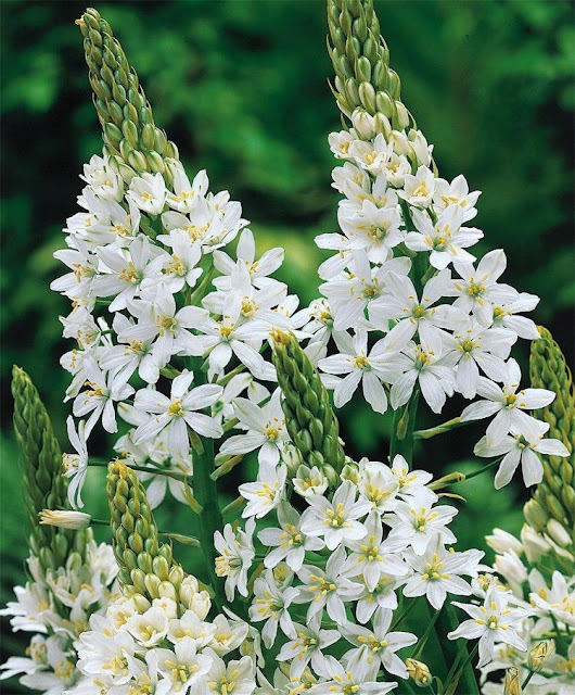 Flowers Ornithogalum